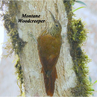 Montane Woodcreeper